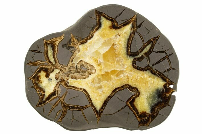 Polished Septarian Slab - Utah #318117